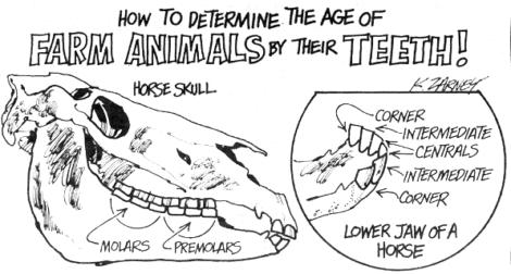 Homesteader's Guide to Farm Animal Dentistry: Estimating Age by Reading Teeth Image
